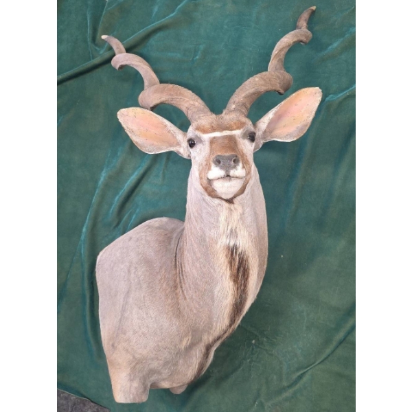 Kudu Shoulder Mount by M. O'Connor