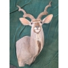 Image 1 : Kudu Shoulder Mount by M. O'Connor
