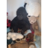 Image 2 : Assorted Stuffed Animals 