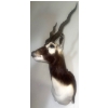 Image 2 : African Blackbuck 9W x 18D x 34T