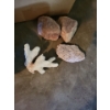 Image 5 : Assorted Sea Shells Fossilized Rocks & More