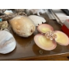 Image 7 : Sea Shell Collection including starfishes, sand dollars large shells, small shelves, shell dishes, a