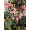 Image 3 : Artificial Plants and Greenery with Tallest Plant Stand Measuring 32 Inches
