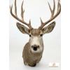 Image 3 : DEER - MULE