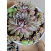 Image 5 : Live Succulent Garden #3 - 3 Large 2 Medium Sized Pots 
