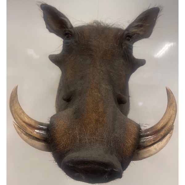 African Warthog 12W x 21D x 20T