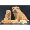 Image 2 : Sandicast Sharpei Family Sculptures 1986 (6"T), 3 x 1987 Lil Snoozers +