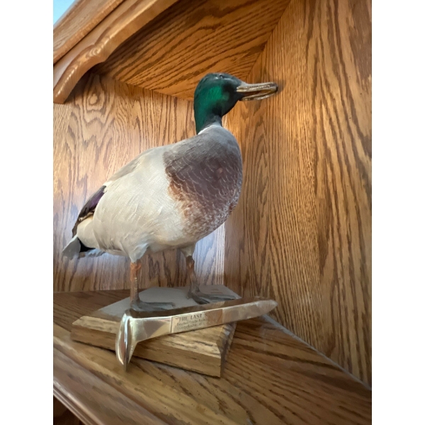 Mallard Duck mount with golden railway Spike