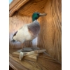 Image 1 : Mallard Duck mount with golden railway Spike