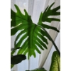 Image 4 : Large Natural Houseplants- Monstera- Pot 18" Diameter, 18 T and Rubber Tree- Pot 16" Diameter, 14 T 