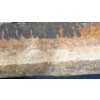 Image 5 : Large Fern Fossil