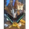 Image 4 : Butterfly Specimen Display Under Glass Dome