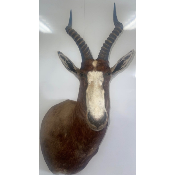 African Blesbok 14W x 18D x 38T