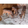Image 8 : Woodland Animal Figurine Collection