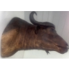 Image 3 : African Cape Buffalo 36T x 36D x 32W