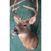 Image 3 : Whitetail Deer Shoulder Mount Taxidermy