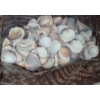 Image 3 : Small Box of Seashells, Great for Decor or Crafts 