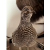 Image 6 : 2 taxidermy grouse