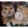 Image 2 : Set of 3 Decorative Quartz Clocks: Horses, Tigers, Lions