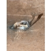 Image 4 : Three Glass Dolphin Figurines