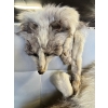 Image 2 : Historic Drumheller Fox Fur – Winnifred Hooker Collection Originating from the early 1900s, this exc