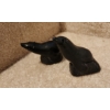 Image 2 : Pair of Wolf Original Soapstone Seals  3 W, 2 D, 4 T 