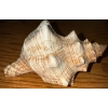 Image 2 : Carved Wooden Decorative Shark & Dreeble Pet  & Sea Shell