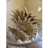 Image 2 : Awesome Sea Shells & Fossil Collection in Glass Vase 