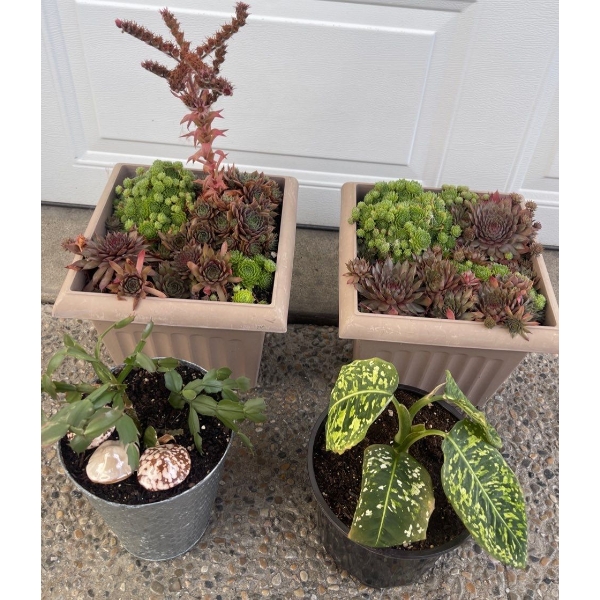 Outdoor Potted Plants (4) 21T