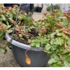 Image 4 : 4 Outdoor Hanging Potted Plants 13T