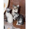 Image 7 : Cat Figurine Collection with Wedgwood Plate