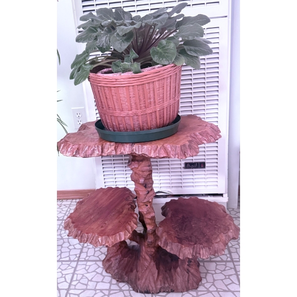 Three-Tier Live Edge Wood Plant Stand & large Blooming African Violet plant