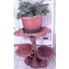 Image 1 : Three-Tier Live Edge Wood Plant Stand & large Blooming African Violet plant