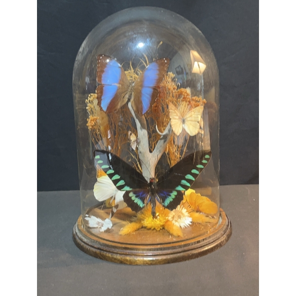 Butterfly Specimen Display Under Glass Dome
