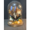 Image 1 : Butterfly Specimen Display Under Glass Dome