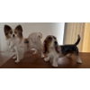 Image 1 : Pair of Decorative Porcelain Dogs By Coopercraft , One Tail Has Been Reglued 
