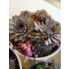 Image 5 : Live Succulent Garden #1 - 3 Large 2 Medium Sized Pots 