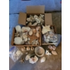 Image 8 : Assorted Sea Shells Fossilized Rocks & More