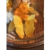 Image 7 : Butterfly Specimen Display Under Glass Dome