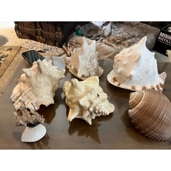 authentic conch, shells 4 in total with giant snail shell and small shell sailboat.