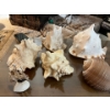 Image 1 : authentic conch, shells 4 in total with giant snail shell and small shell sailboat.