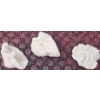 Image 19 : Coral and Fossil Fragments