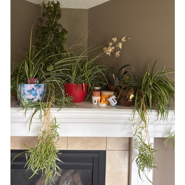 Assorted Live Healthy House Plants 17T