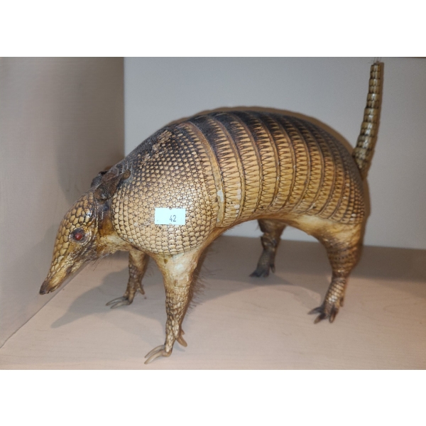 Armadillo Taxidermy 15 W, 10 T 