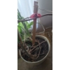 Image 2 : Large Natural Houseplants- Monstera- Pot 18" Diameter, 18 T and Rubber Tree- Pot 16" Diameter, 14 T 