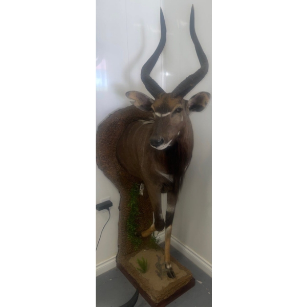 African Nyala Torso 23W x 35D x 74T