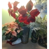 Image 2 : Artificial Poinsettias and Nativity Scene 20 T