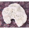 Image 18 : Coral and Fossil Fragments