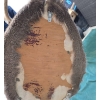 Image 4 : Mounted Whitetail Deer Head Taxidermy