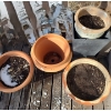 Image 2 : Group of Outdoor Terra Cotta Pots- Largest: 14" Diameter, 11 T